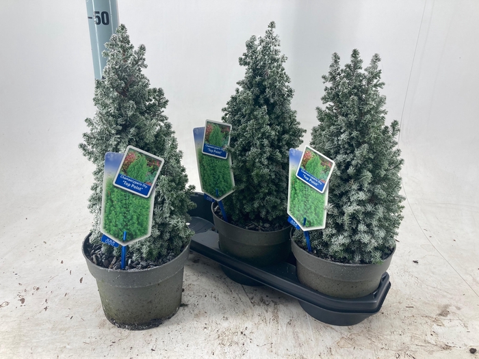 <h4>CHAM TH TOP POINT</h4>