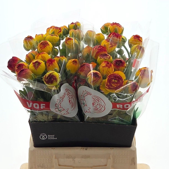 <h4>Ran Aazur Fireball</h4>