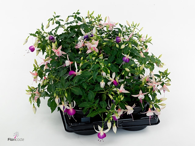 FUCHSIA B F HANG GEM