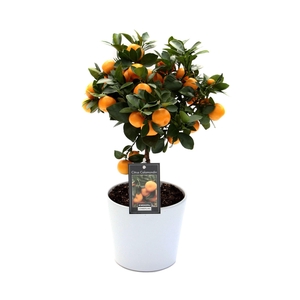 Citrus Calamondin in Keramiek Roma
