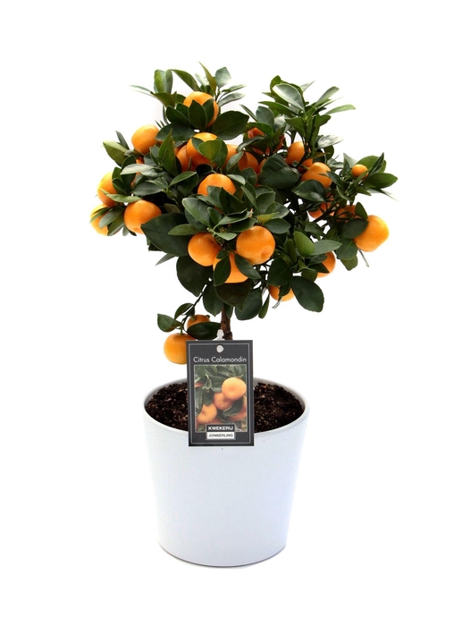 <h4>Citrus Calamondin in Keramiek Roma</h4>