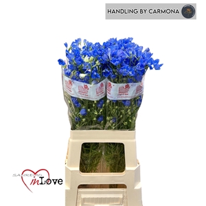 DELPH EN FASHION BLU