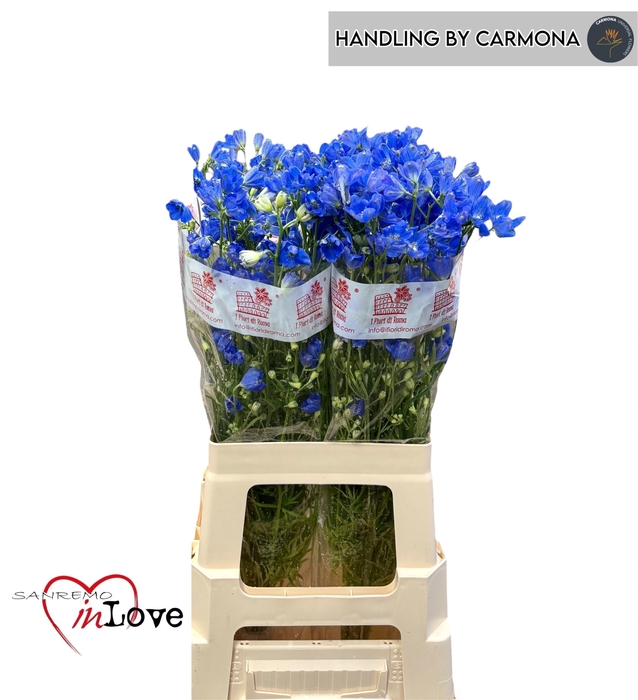 <h4>DELPH EN FASHION BLU</h4>