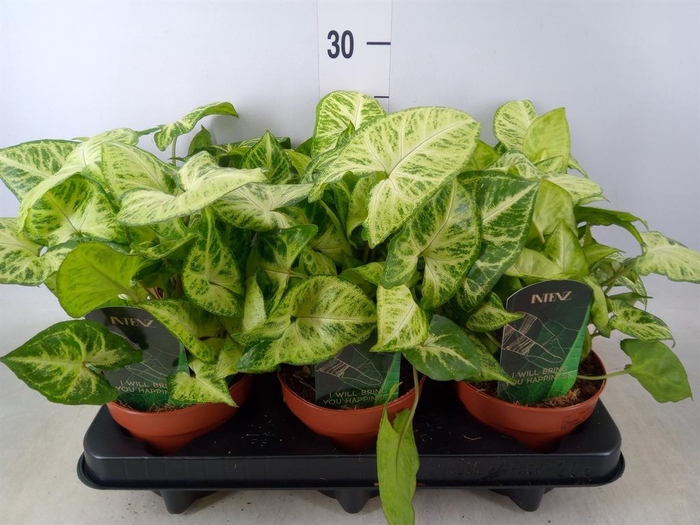 <h4>Syngonium  'Arrow'</h4>