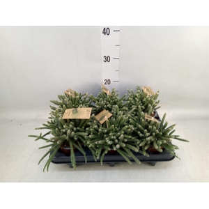 Rhipsalis baccifera subsp. horrida