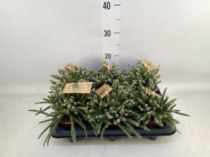<h4>Rhipsalis baccifera subsp. horrida</h4>