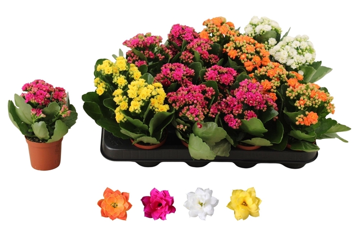 <h4>KAL GE RO GEM 4 KL</h4>