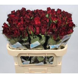 R GR BURGUNDY