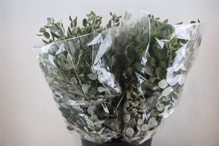 <h4>Pittosp Ralphi Leaves 200gr P Bunch</h4>