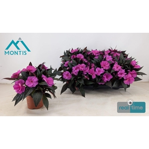 IMPAT CP VIOLET