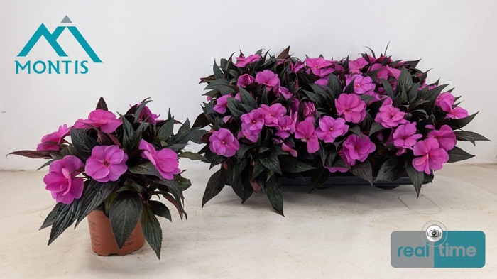 <h4>IMPAT CP VIOLET</h4>