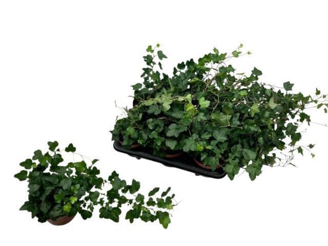 <h4>HED HE WONDER</h4>