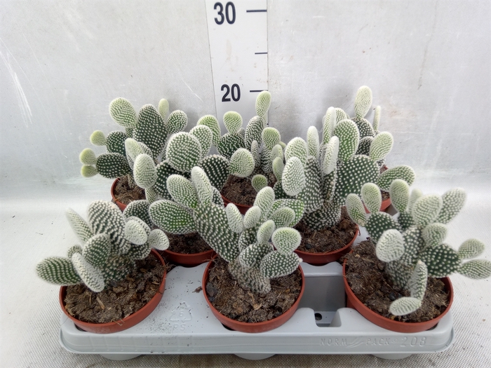 <h4>Opuntia microdasys 'Albispina'</h4>