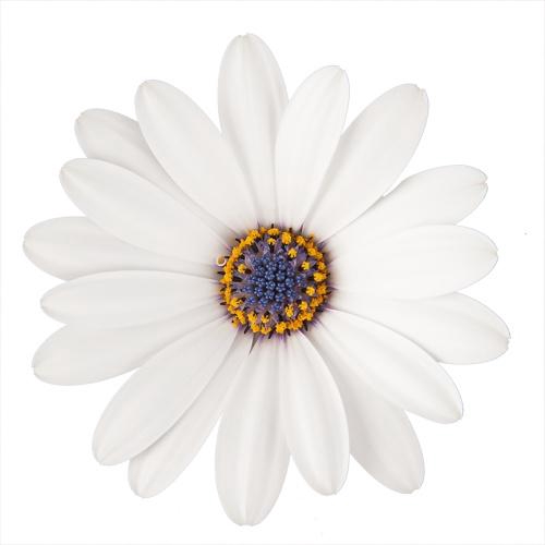 <h4>OSTEOSPERMUM ECKLONIS p11 white</h4>