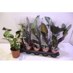 arr8 Calat Gem 3 Srt