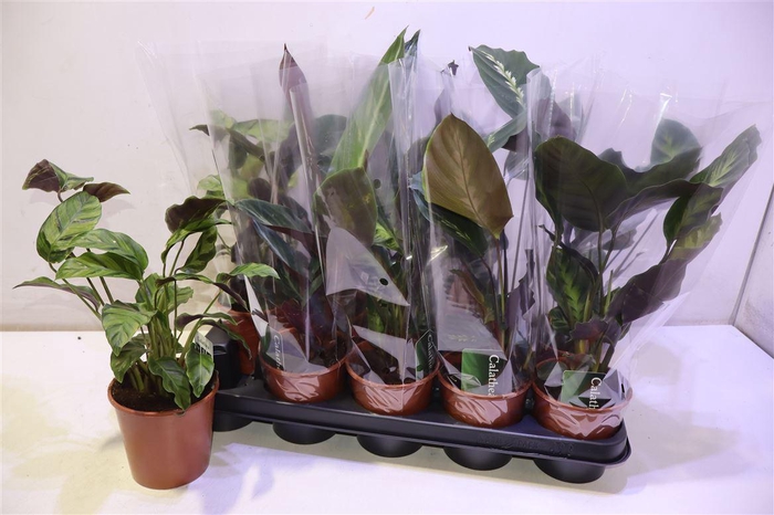 <h4>arr8 Calat Gem 3 Srt</h4>