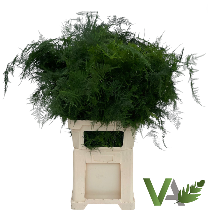 <h4>ASPARAGUS SETACEUS</h4>