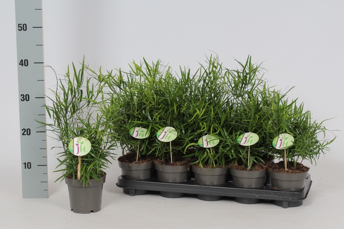 <h4>ASPAR FALCATUS</h4>