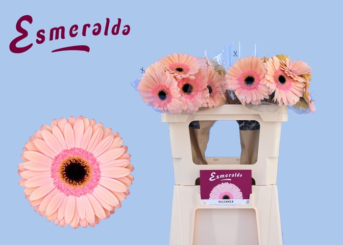 <h4>GE GR ALLIANCE</h4>