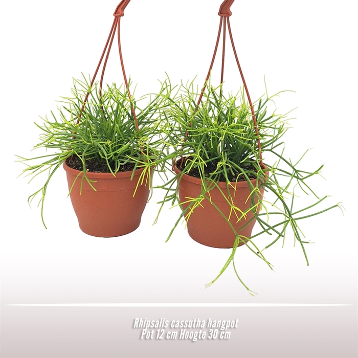 <h4>Rhipsalis cassutha hangpot</h4>