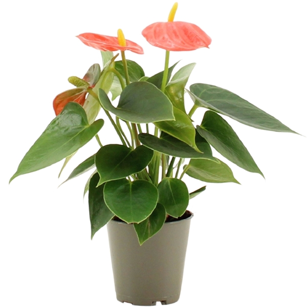 <h4>Anthurium Pearl Stilo in transparant sleeve</h4>