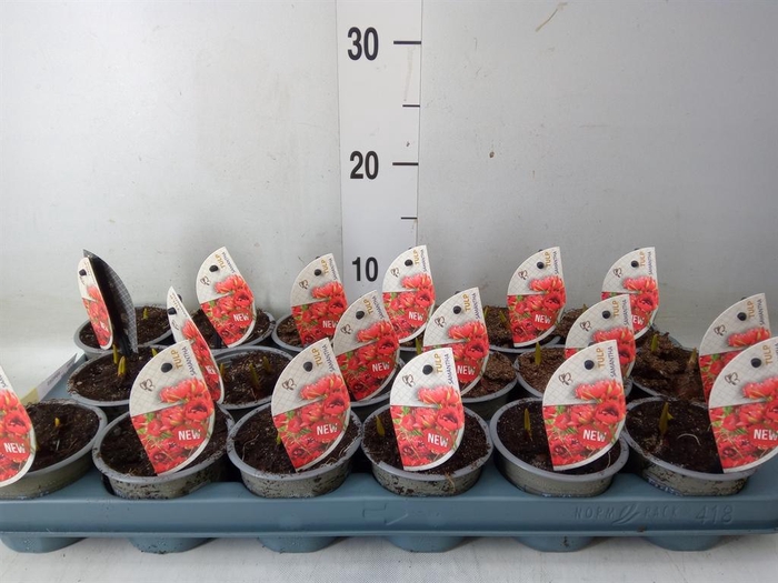 <h4>Tulipa ...species</h4>