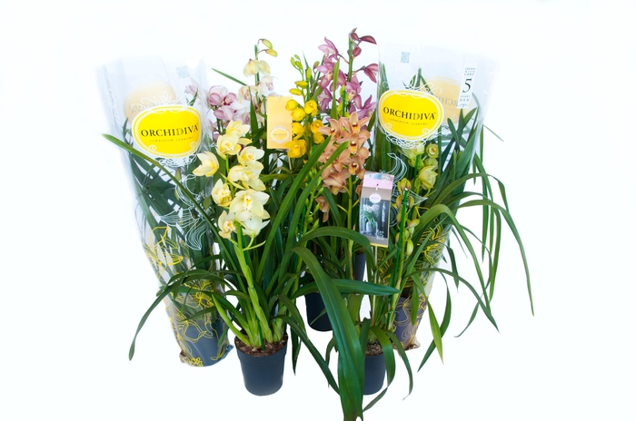 <h4>Cymbidium piccobello mix 1 tak</h4>