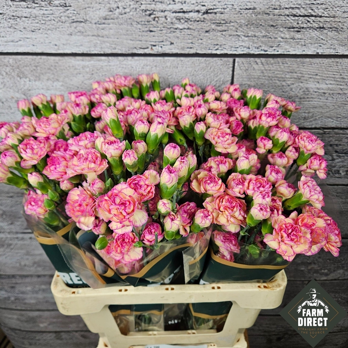 <h4>DI TR JESTER</h4>