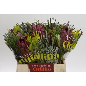 BQ Protea Sharon SFB