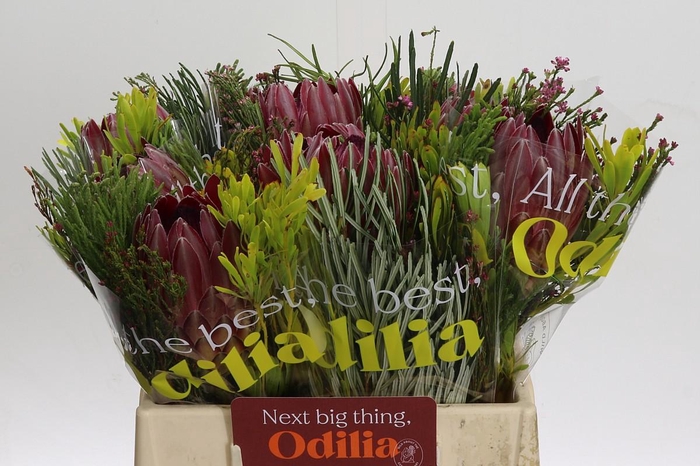 BQ Protea Sharon SFB