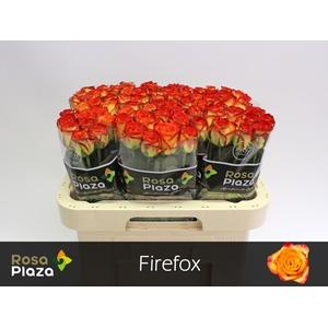R GR FIREFOX