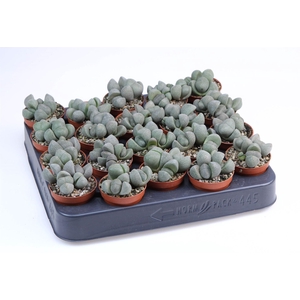 Lithops sp.