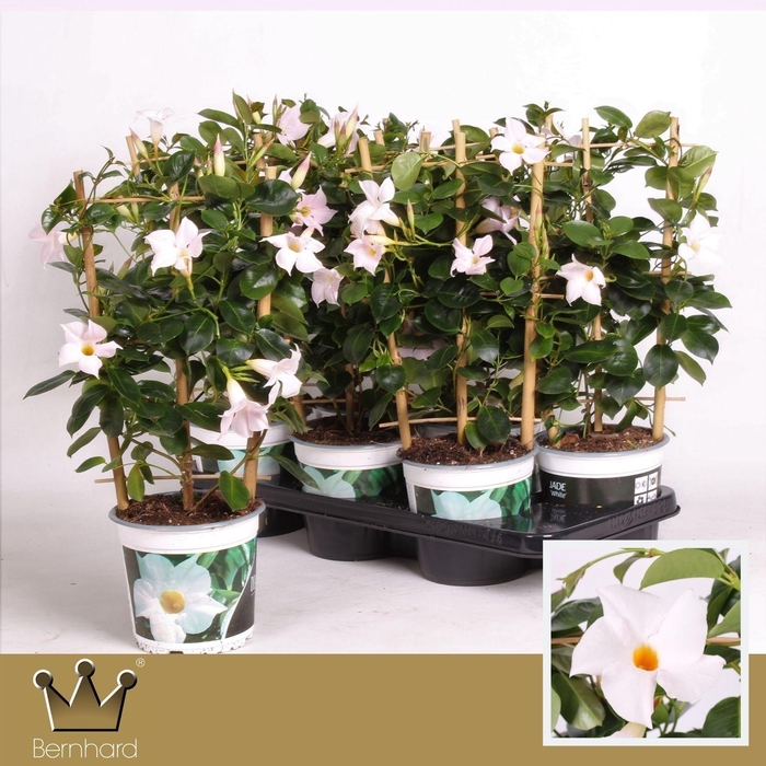 <h4>Dipladenia P15 Rek Diamantina Jade White</h4>