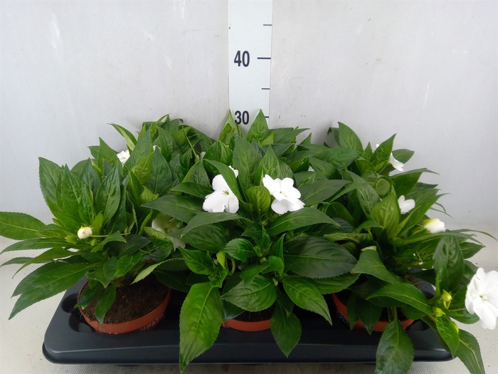<h4>Impatiens NG 'Tamarinda White'</h4>