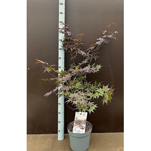 Acer overig