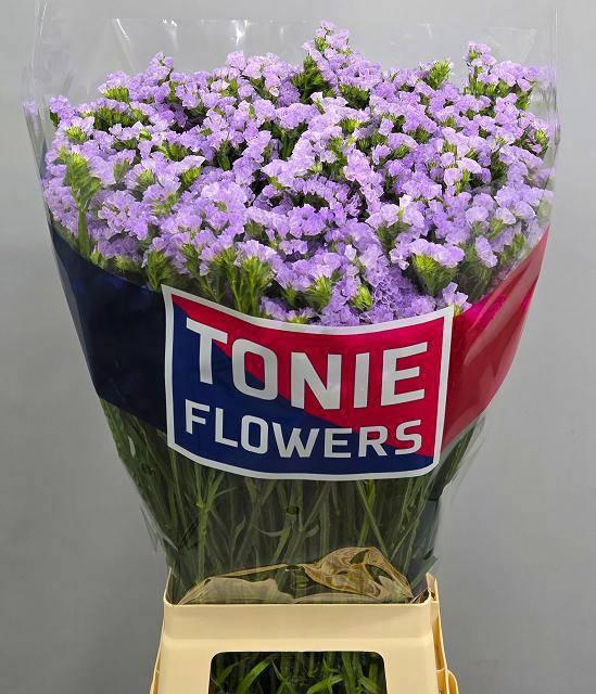 <h4>LIM S TONIE LAVENDER</h4>
