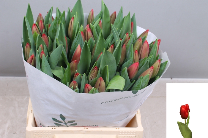 <h4>TU EN BAROLO</h4>