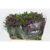 Dianthus Br Amazon Neon Purple