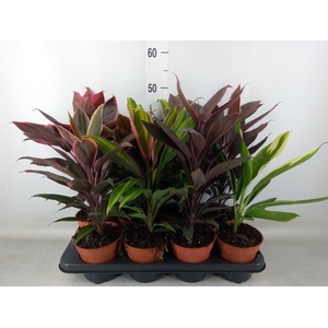 Cordyline   ...mix