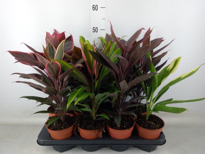<h4>Cordyline   ...mix</h4>