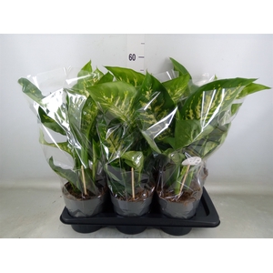 Dieffenbachia seg. 'Reeva'