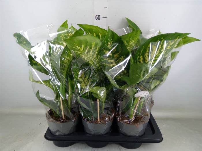 <h4>Dieffenbachia seg. 'Reeva'</h4>