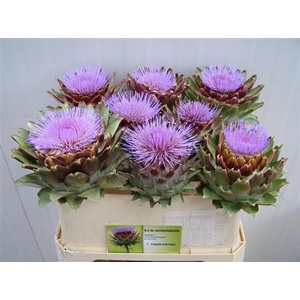 Cynara Scolymus Xxl