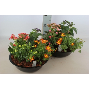 ARR TUINPLANTEN