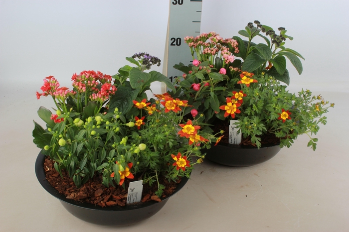 <h4>ARR TUINPLANTEN</h4>