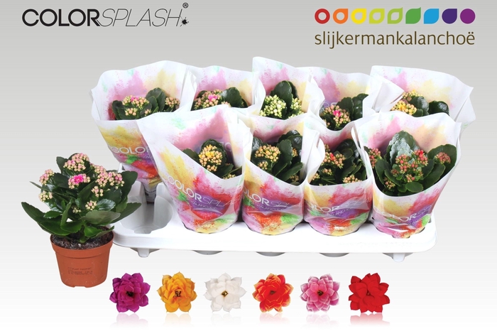 <h4>KAL GE GEM 6 KL</h4>