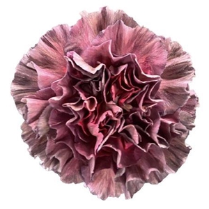 DI ST EXTASIS COPPER 1
