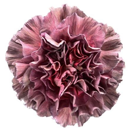 <h4>DI ST OPIUM THRILL</h4>