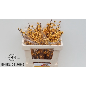 ILEX VE GOLD VERBOOM