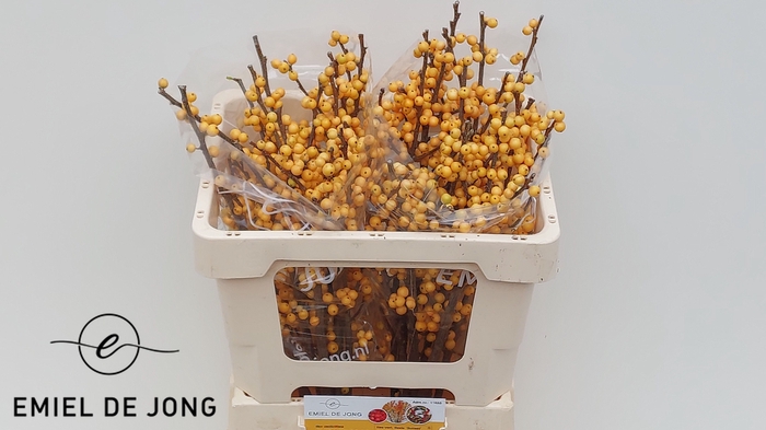 ILEX VE GOLD VERBOOM